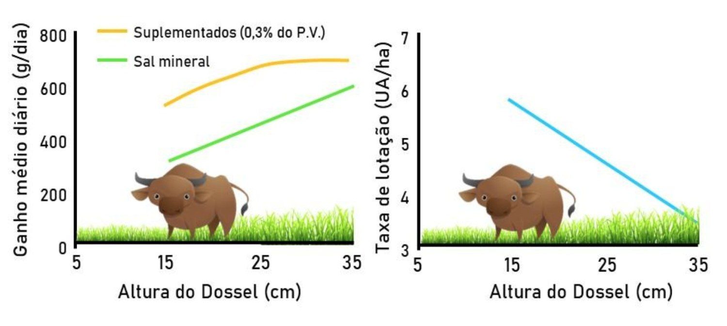 Figura 5. Ganho médio diário e taxa de lotação de novilhas em pastos de capim-marandu submetidos a diferentes alturas do dossel, suplementadas com sal mineral e proteico energético (Adaptado de Casagrande et al., 2009). 