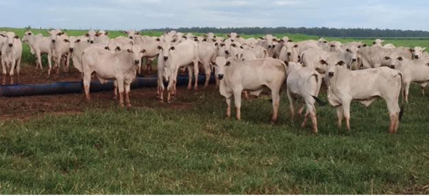 Garrotes em sistema de Recria Intensiva a Pasto.