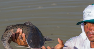 Goianésia, GO. Aquicultura. Peixe nativo. Pintado da Amazonia.