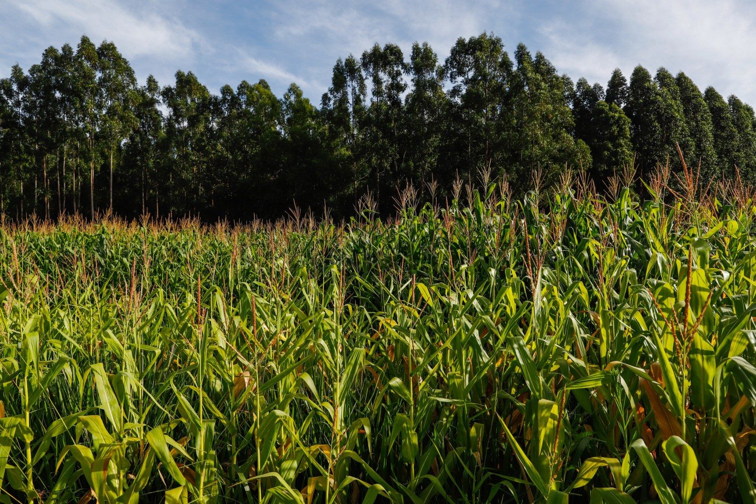 Integração Lavoura Pecuária e Floresta - milho verde 3