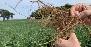 Pesquisas inéditas comprovam eficiência das descargas elétricas no controle de nematoides