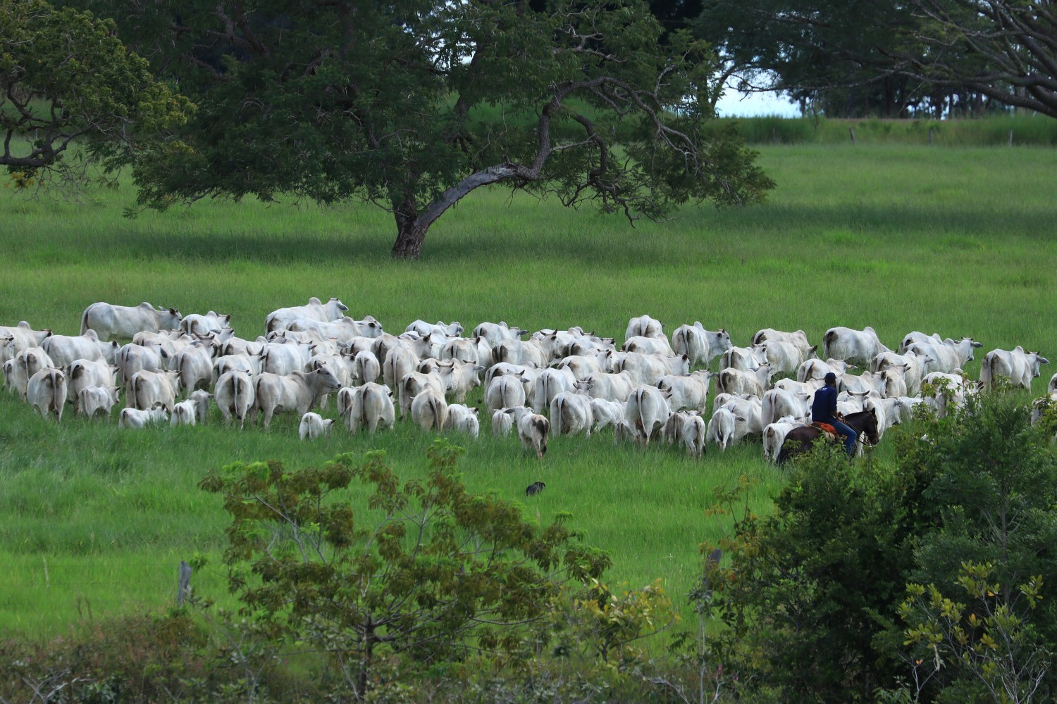 Rebanho da ACN Agropecuária