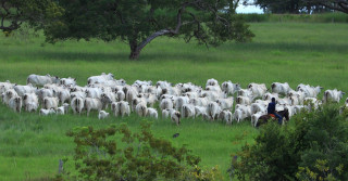 Rebanho da ACN Agropecuária