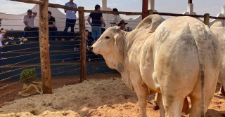 Super touro - Nelore Grendene é campeã pela terceira vez em prova de desempenho da raça