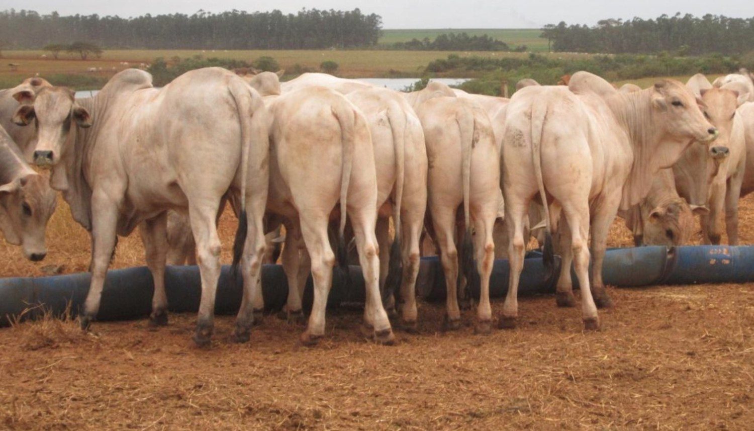 Figura 4. Bovinos machos em sistema de Terminação Intensiva a Pasto.