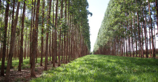 gado nelore na integracao pecuaria floresta ilp 2