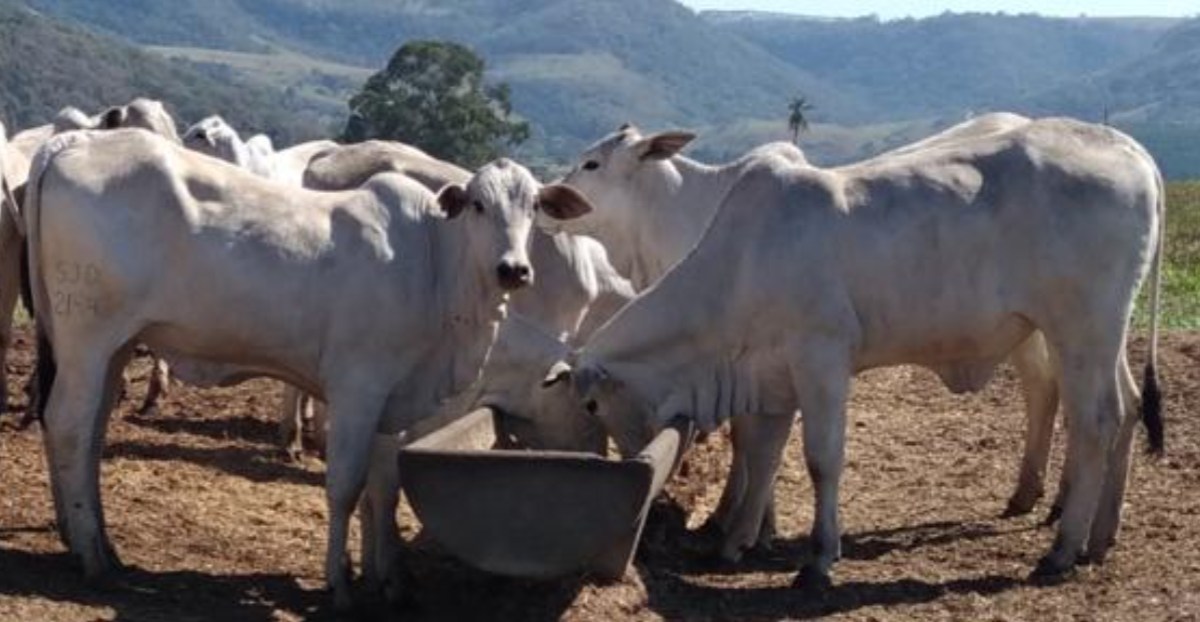 Figura 3. Novilhas em sistema de Recria Intensiva a Pasto.