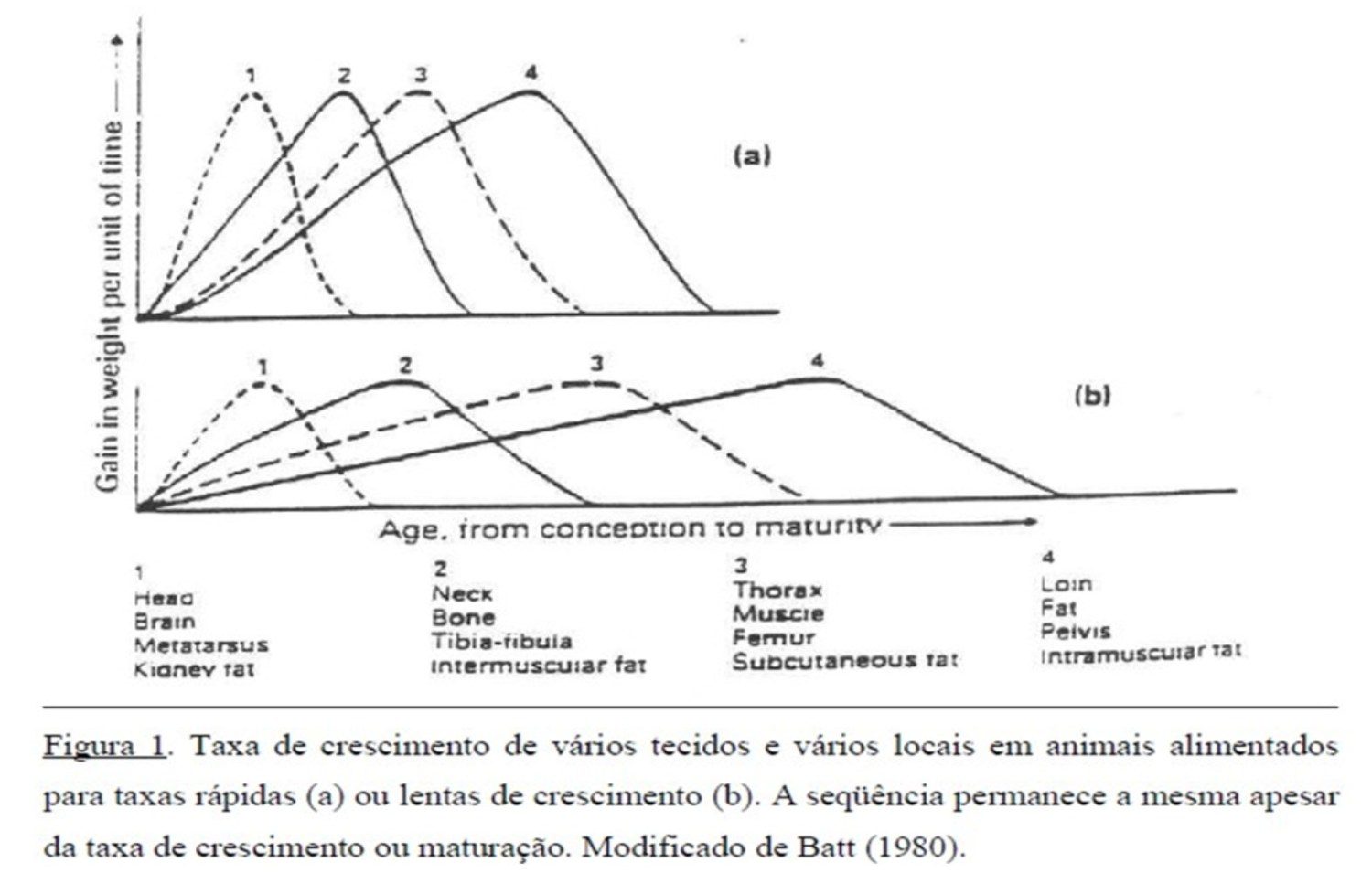 taxa de crescimento de varios tecidos dos bovinos