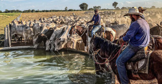 vaqueiros esperando a boiada beber agua