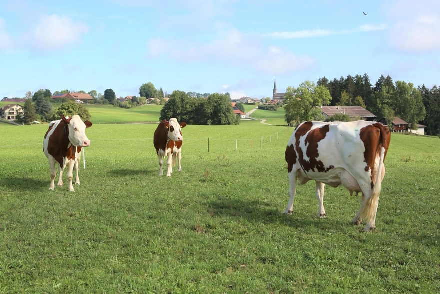 A fazenda de Thomas Favre tem aproximadamente 22 hectares. swissinfo.ch