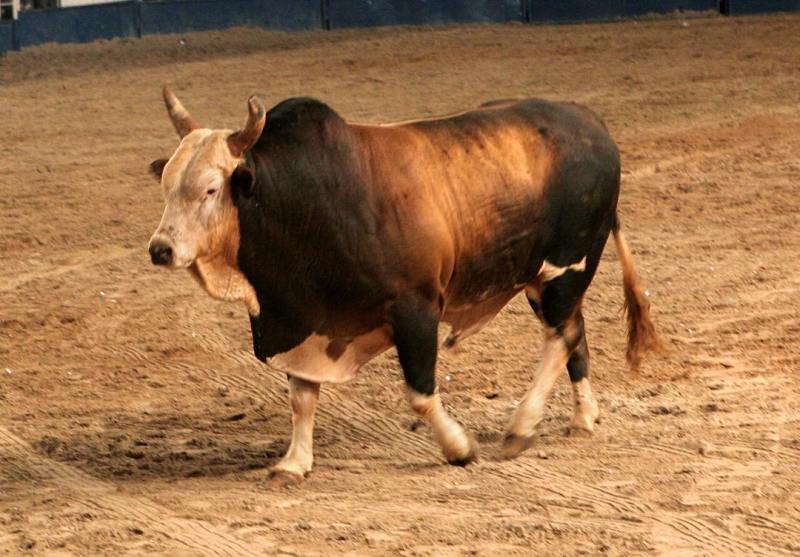 maiores touros de rodeio de paulo emílio 