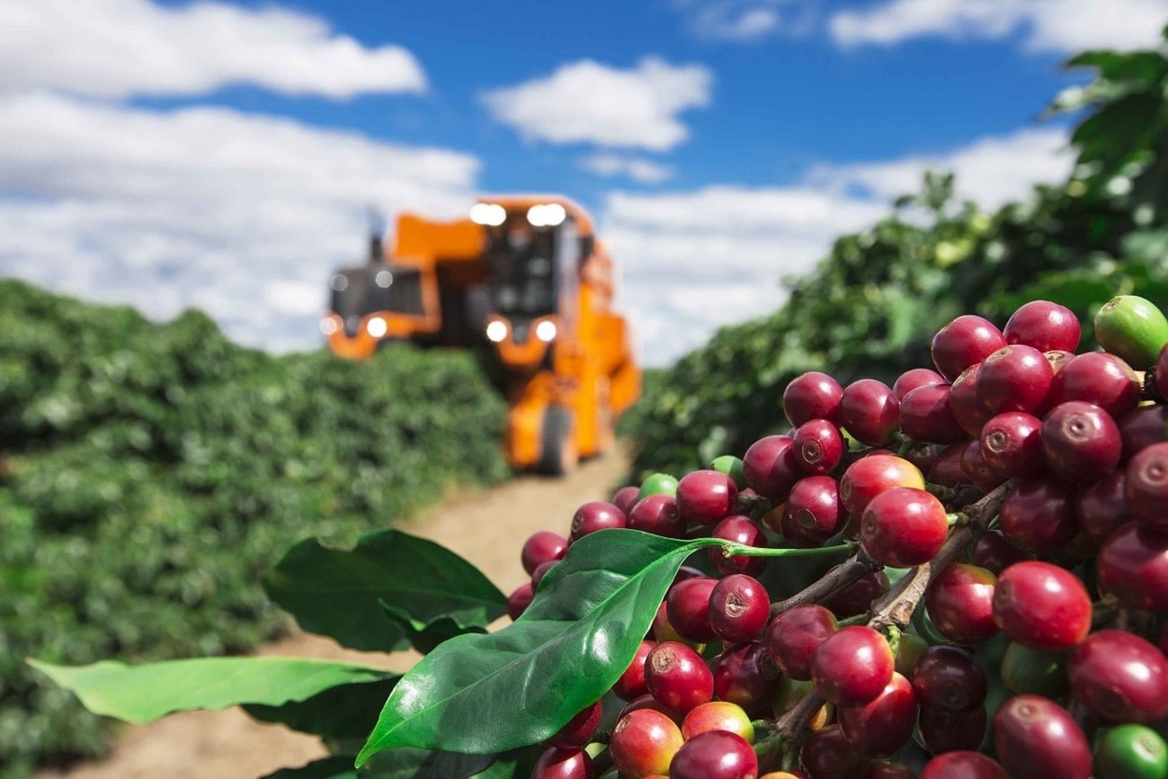 Café: Com foco nas chuvas do Brasil, arábica e conilon sobem nesta 2ª feira  - Amvac do Brasil