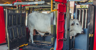 Coimma-Troncos-de-contencao-evoluem-em-bem-estar-animal-facilidade-de-manejo-e-aumento-da-produtividade-na-pecuaria-foto-divulgacao