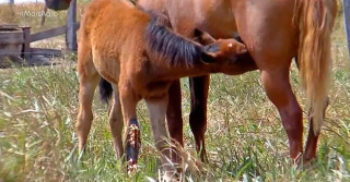 Potra fraturou a pata ao cair em um buraco. — Foto: Reprodução/TV Centro América