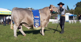 Grande Campeão da raça Murray Grey na Expointer é do Noroeste gaúcho