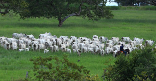 Rebanho da ACN - vacada nelore com bezerros no pasto verde - fotao