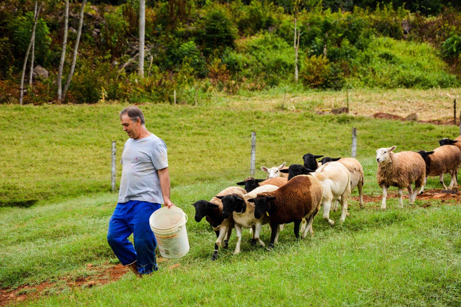 Santa Caterina terá plano de desenvolvimento da ovinocultura