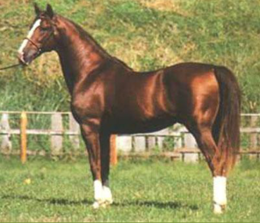 Garanhão Turbante da raça Mangalarga do Brasil / Foto: Divulgação