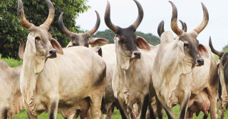 Toda a imponência e beleza da raça Guzerá