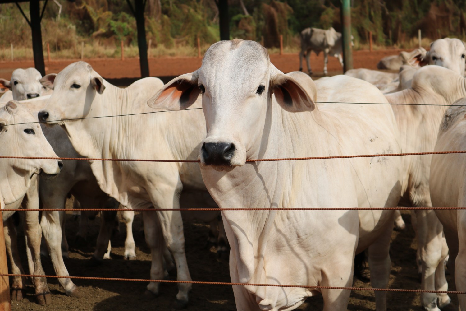 instituto de zootecnia sertaozinho iz- garrotes nelore no cocho