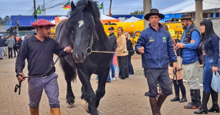 percheron