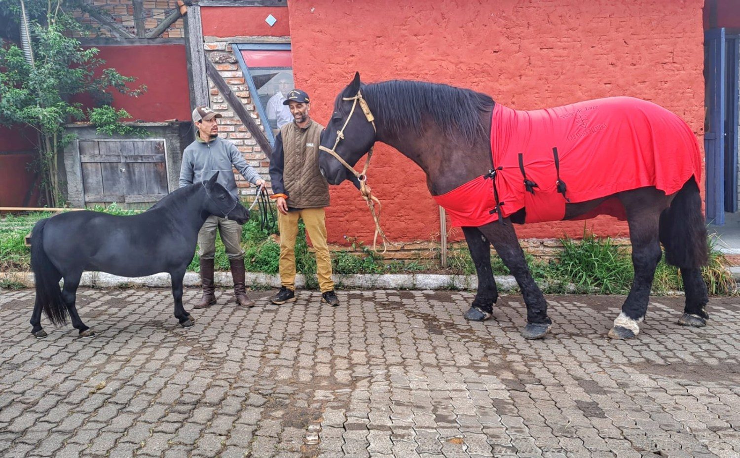 ponei e percheron