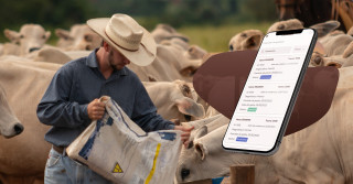 App congado faz gestão do gado de corte e tarefas diárias na fazenda