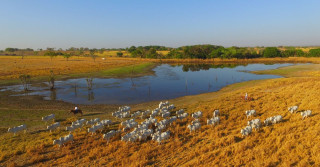 Atividade que valoriza o campo e potencializa a economia no país - dia da pecuaria fazenda barreiro grande nova crixas goias ADIR - fotao