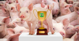 Boa e barata, carne suína brasileira ganha destaque mundial