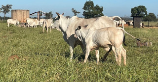 Em um ano, suplementação garante a fazenda mineira aumento de 15% na taxa de prenhez