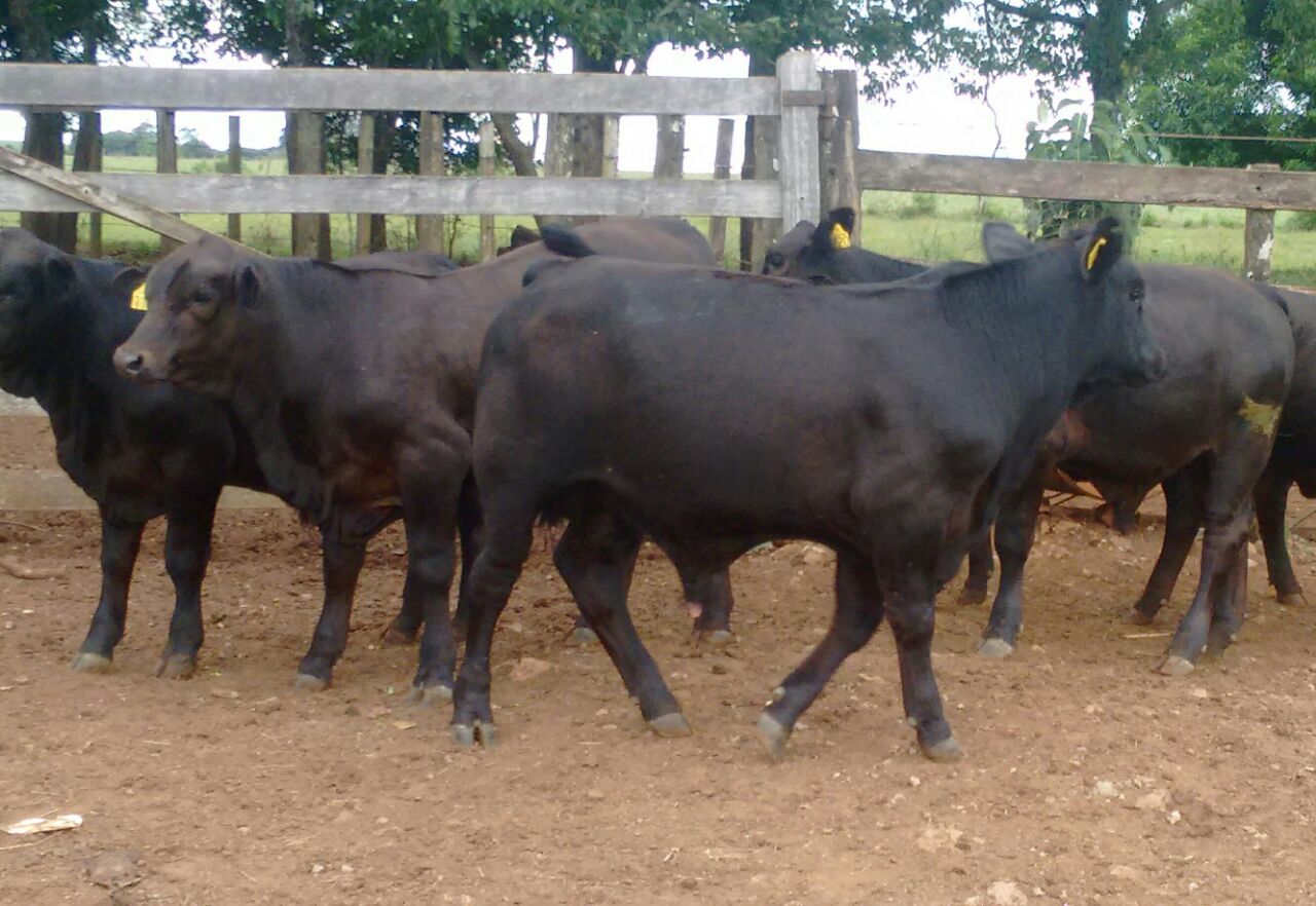 Filhos Spartacus 6 meses de idade com 265kg