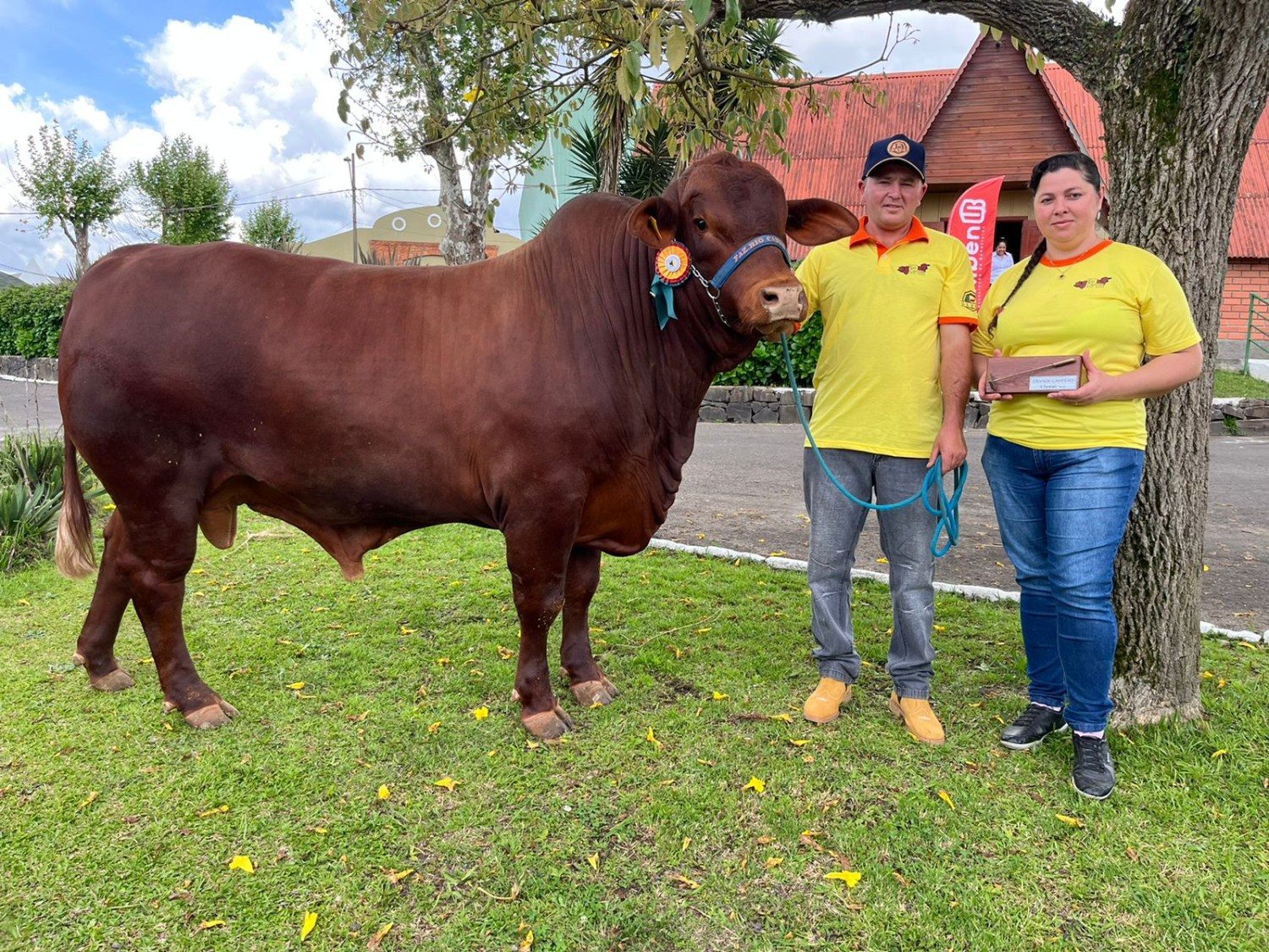 Grande campeão Bravon