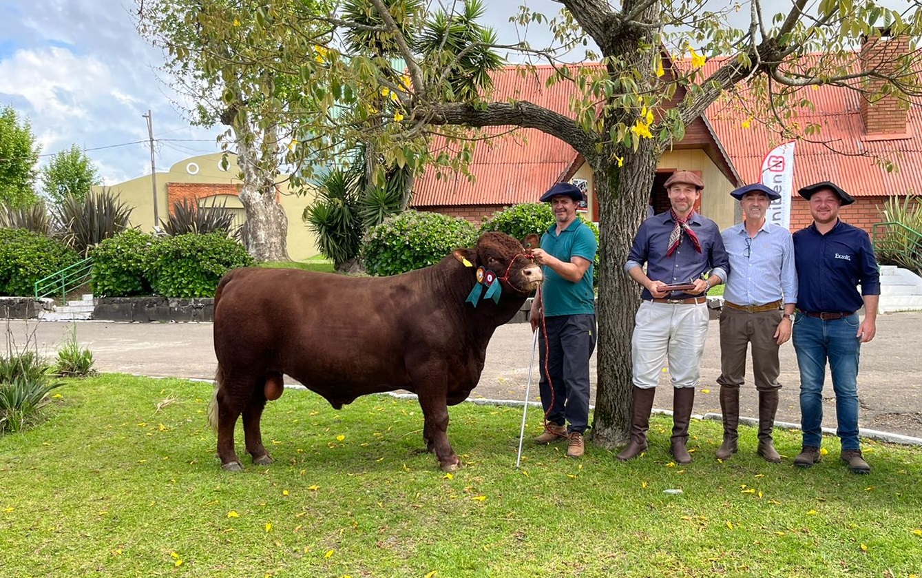 Grande campeão Devon argola