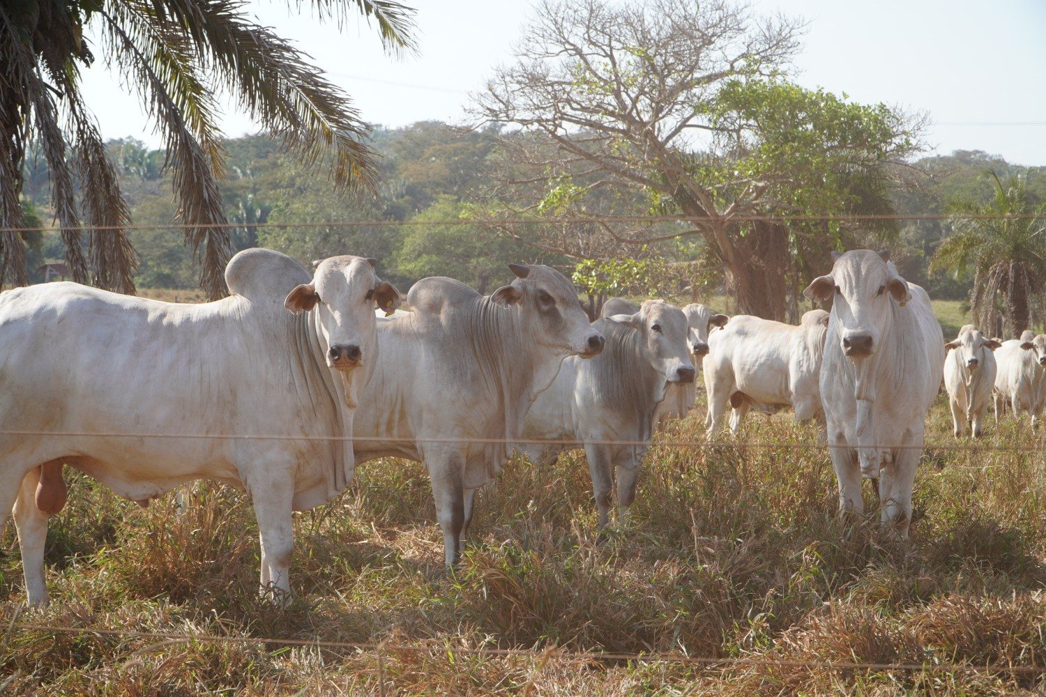 Investimento em adubação de pastagem gera retorno econômico para o pecuarista