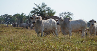 Investimento em adubação de pastagem gera retorno econômico para o pecuarista