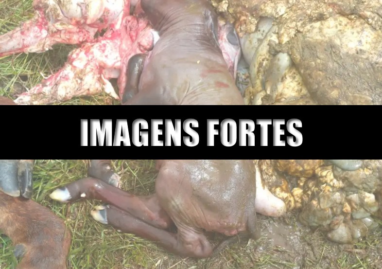 Imagens chocantes mostram como os animais são mortos para uma