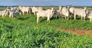 Nutrição do rebanho de cria a base sólida para a produção