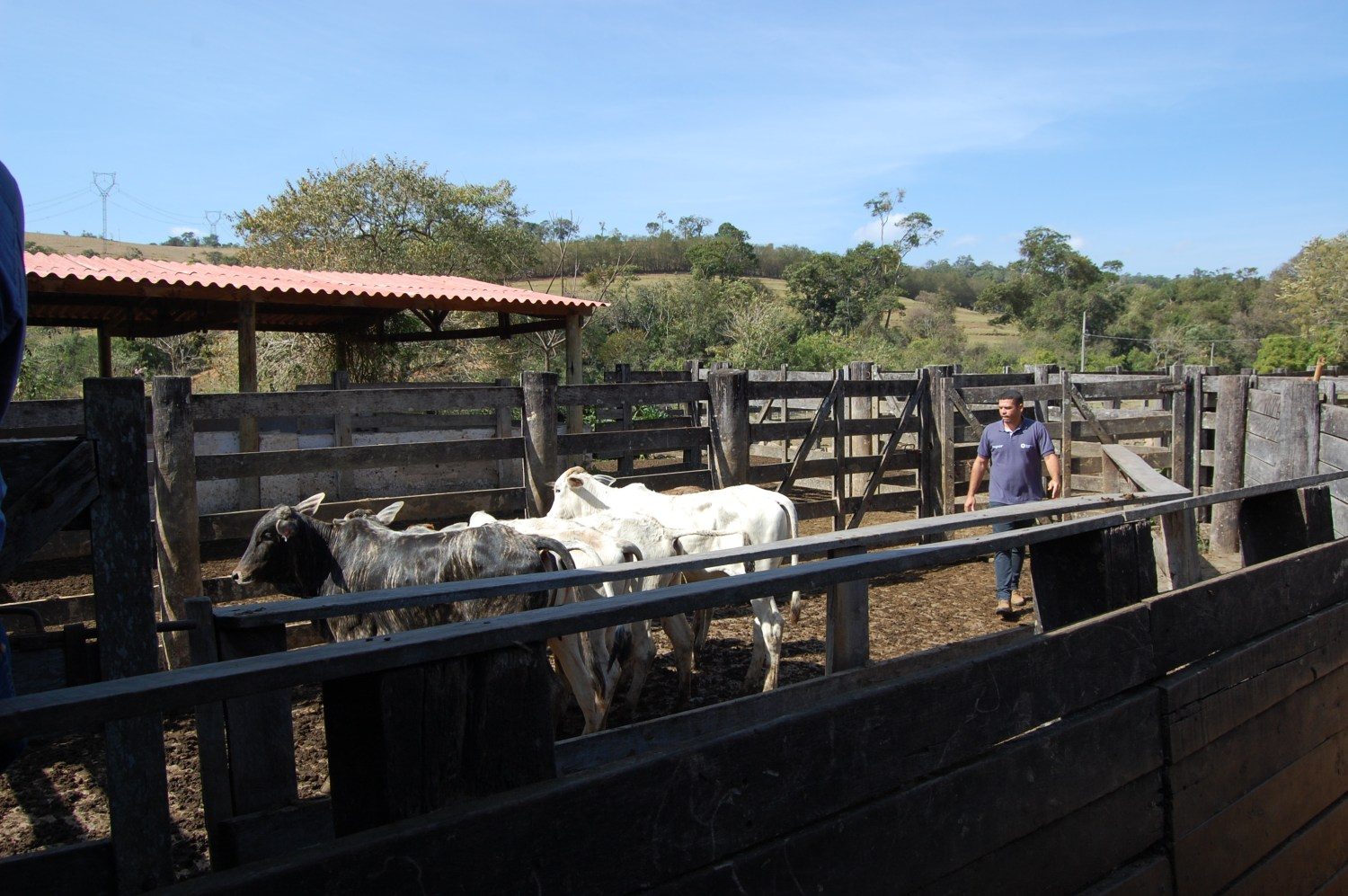 O manejo “Nada nas Mãos” é uma técnica que resgata a relação de confiança entre humanos e bovinos, utilizando os instintos naturais do gado a favor do manejador.