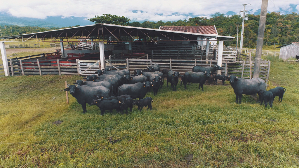 Paraná ensaia retomada da produção de búfalos