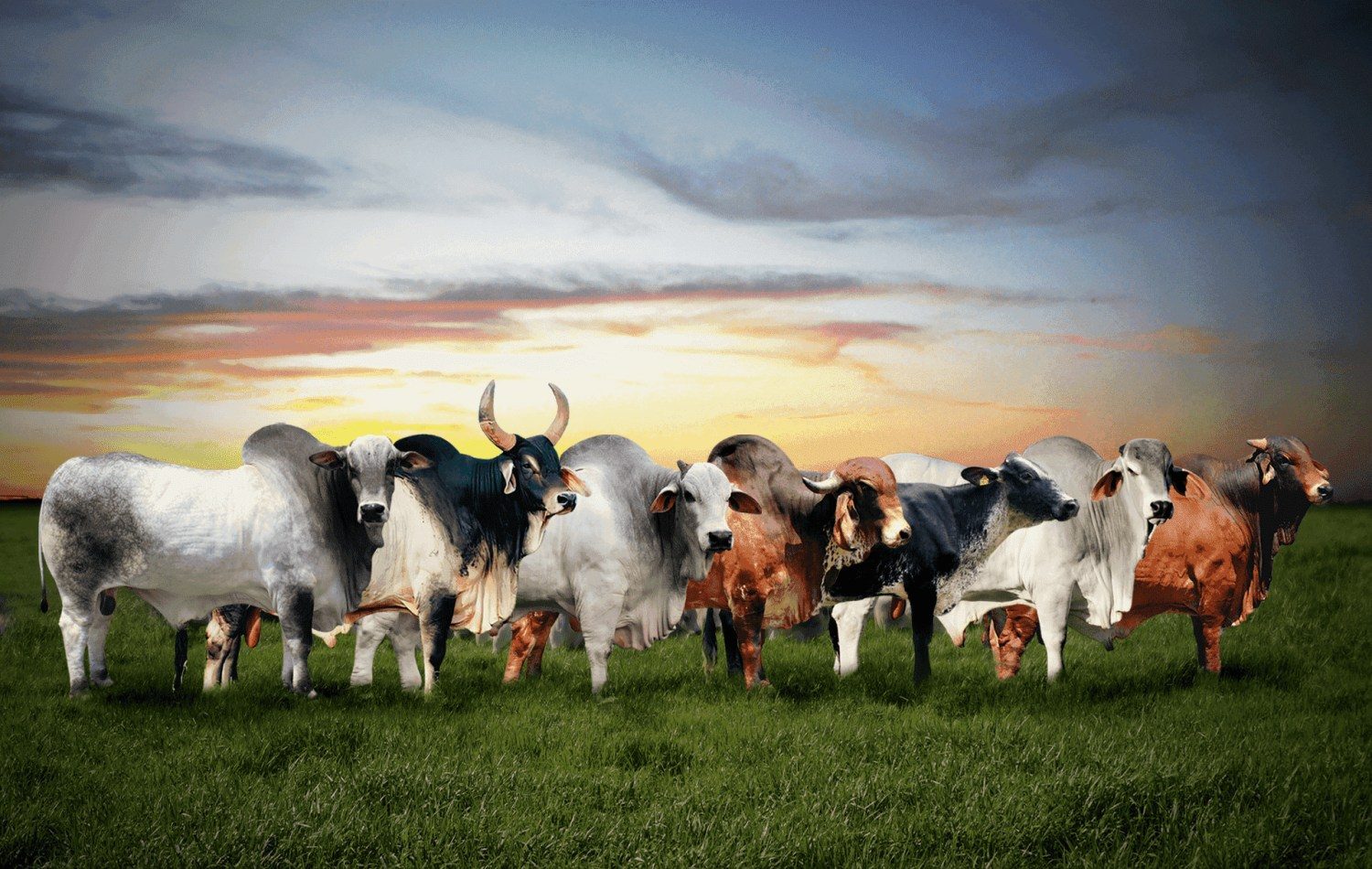 comcebu - feira de zebu da bolivia