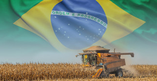 mercado-de-milho-no-brasil