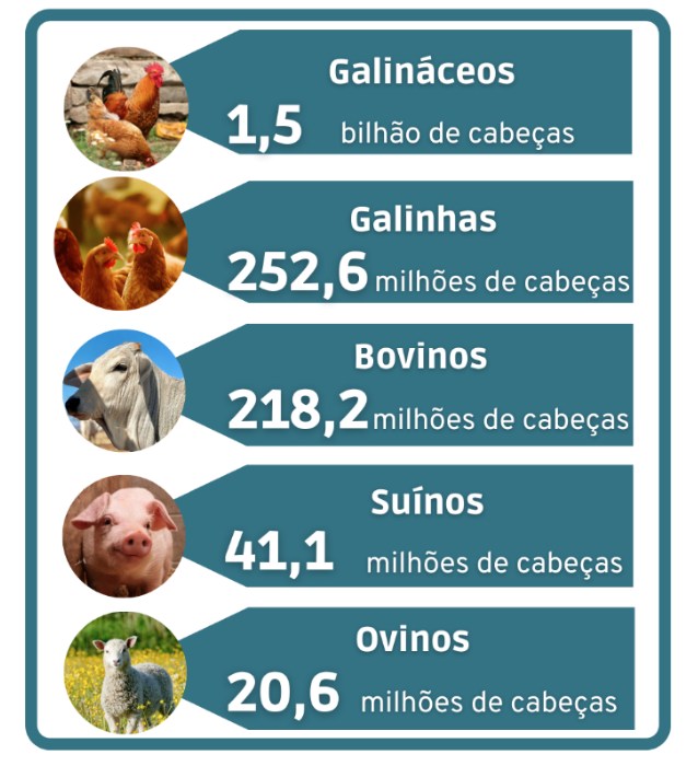 Fonte: IBGE, Diretoria de Pesquisas, Coordenação de Agropecuária, Pesquisa da Pecuária Municipal 2020. (Adaptado pelo autor).