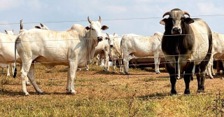 touro nelore no pasto cobrindo vacas nelore - Nelore Jaburi