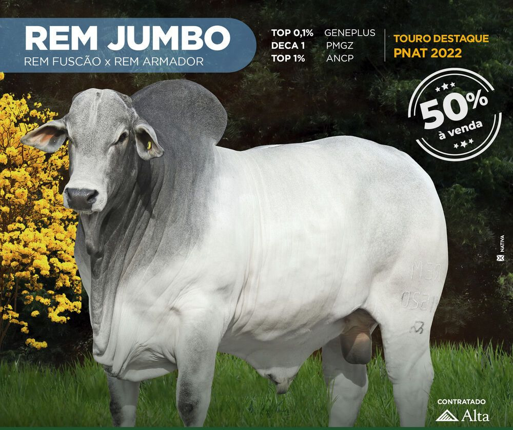 touro rem jumbo genetica aditiva 2