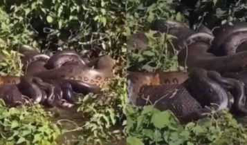 Casal encontra ‘bolo de sucuri’ acasalando às margens do Rio Paraná