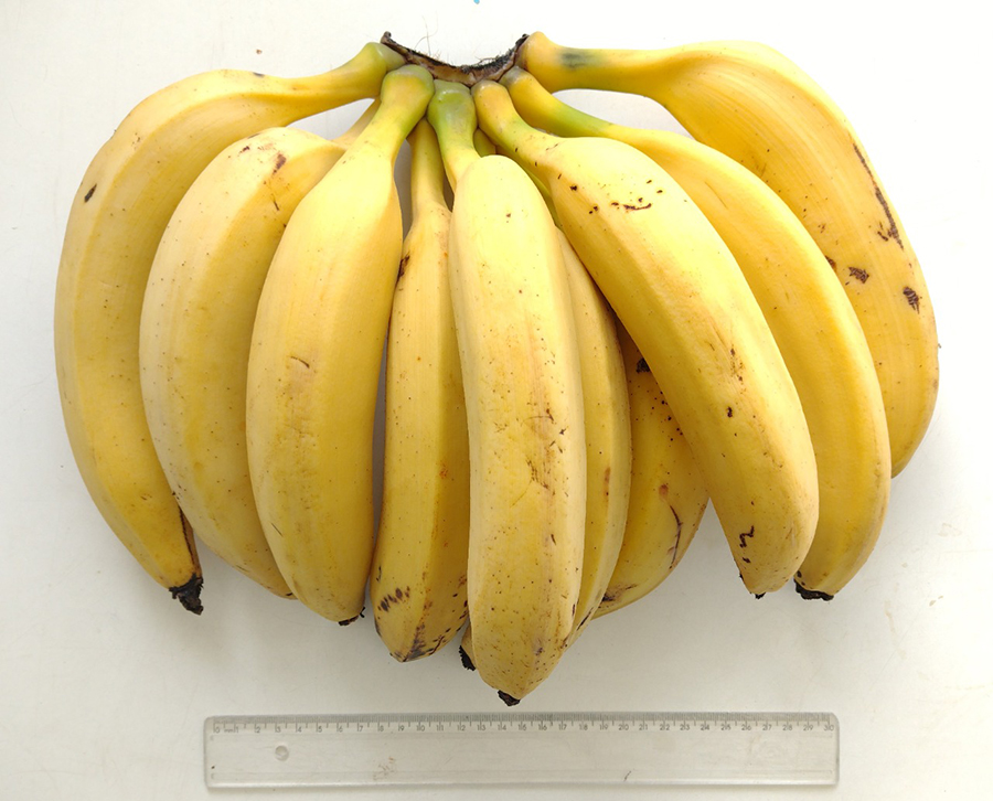 221108_Banana-da-TerraAnã_Edson_Nomura_penca