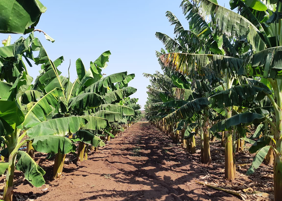 Comparação de plantas de BRS Terra-Anã e Farta Velhaca - Foto: Humberto Marcílio