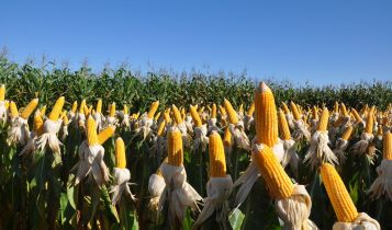 Embrapa aponta levantamento de cultivares de milho para safra 2022/2023