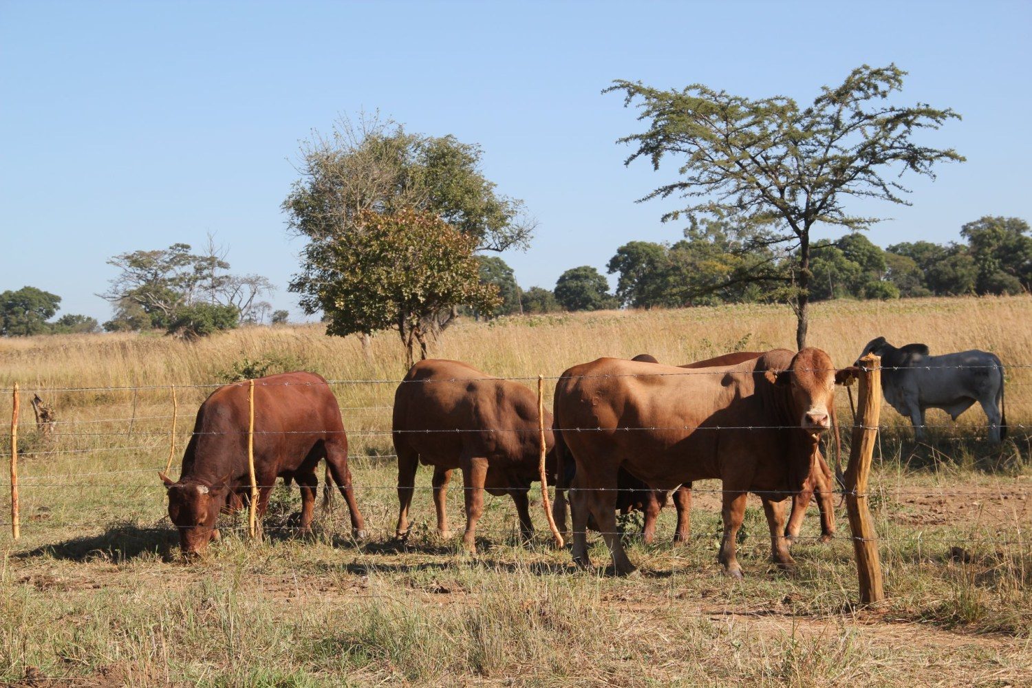 touros da raca tuli