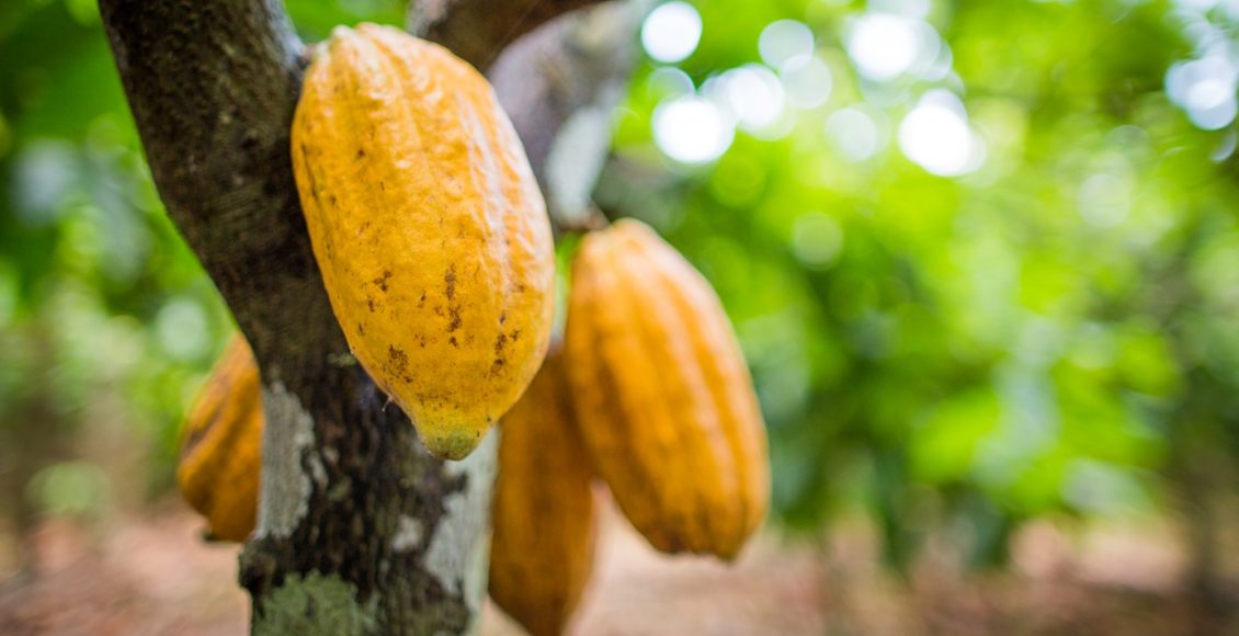 Queda de 70% no preço do cacau derruba euforia no setor e trava novos investimentos no Brasil
